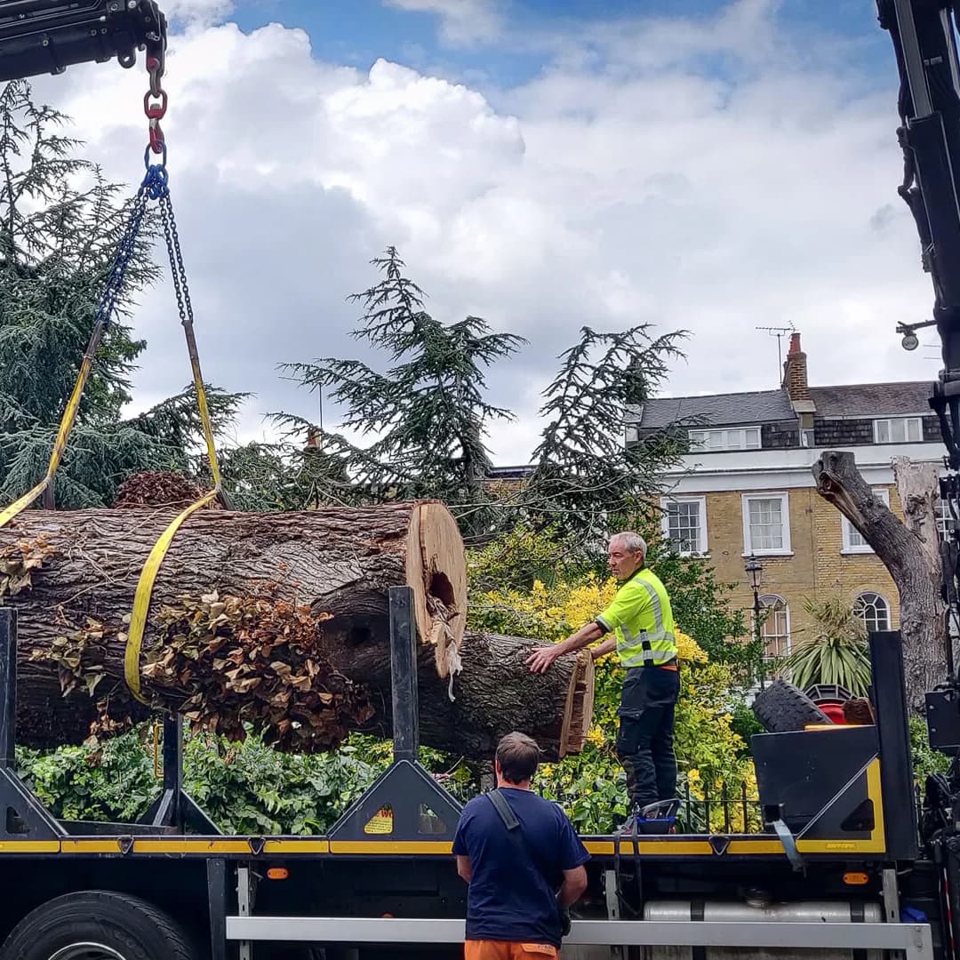 Reclaiming London trees